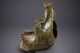 Wide Woolly Mammoth Lower Jaw With M Molars - Poland #340778-2